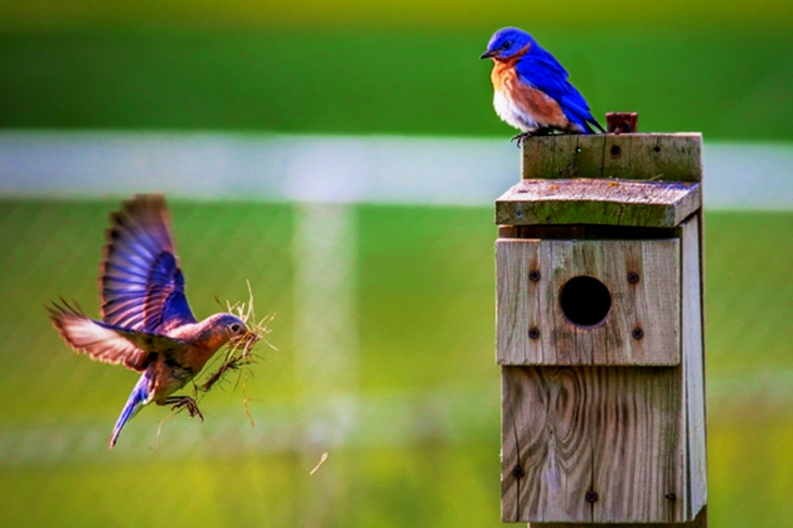 새집을 향해 날아가는 갈색 새