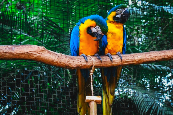 Kaksi oranssinsinistä araa oksalla