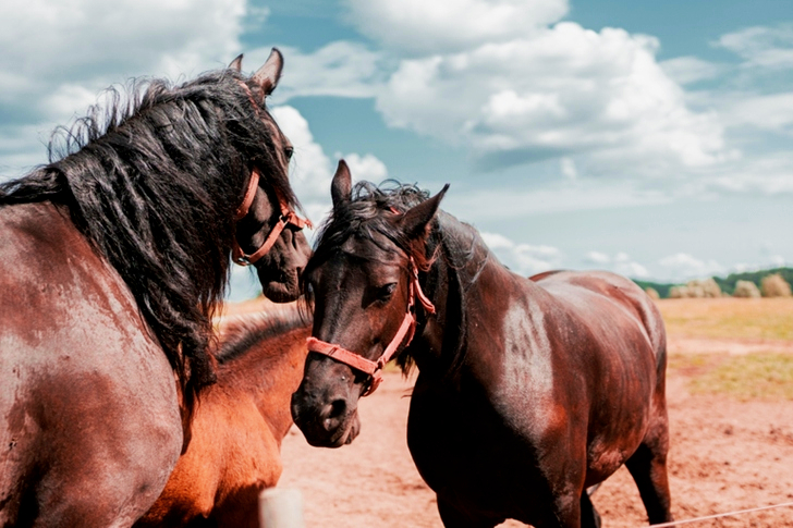 Three Brown Horses in Pasture