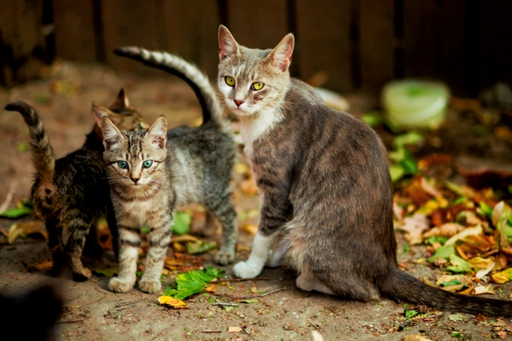 Selective Focus of Silver Tabby Cat and Kittens
