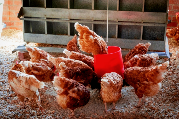 Peep of Brown Chicken