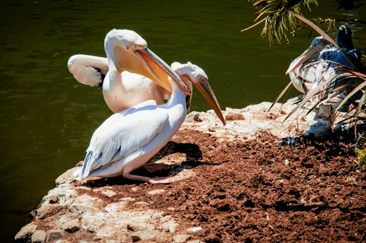 Two Pelican Perched on Soil