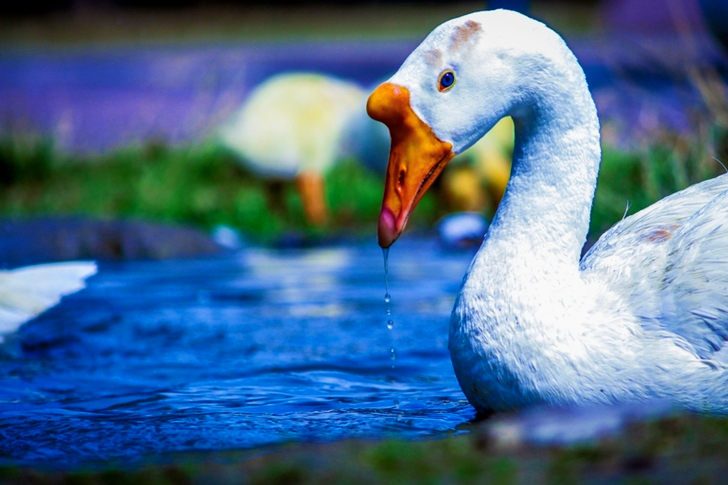 بطة بيضاء وصفراء على مسطح مائي