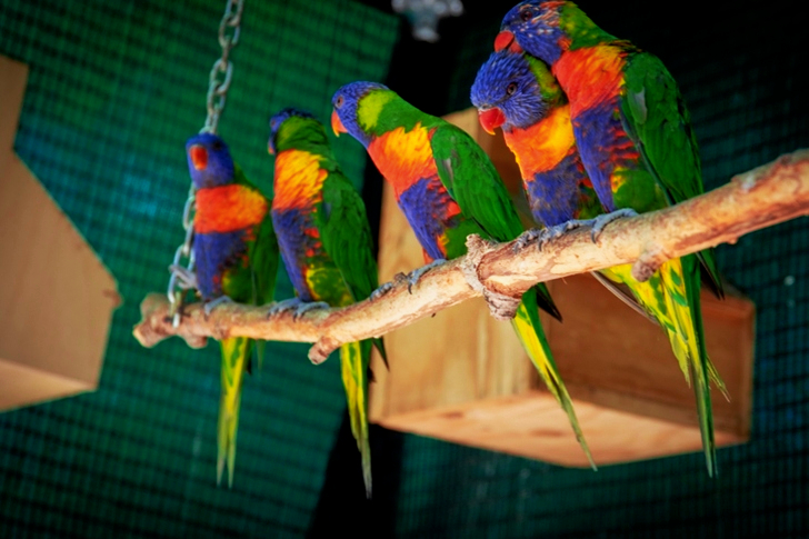Flock Of Parrots