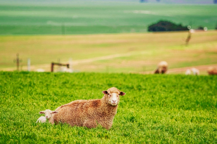 Sheep and Lamb Lying on Grass