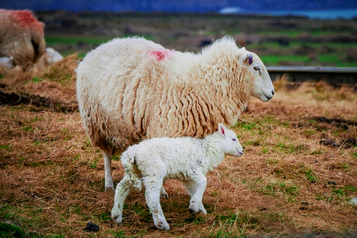 Mother Sheep and Lamb on Field