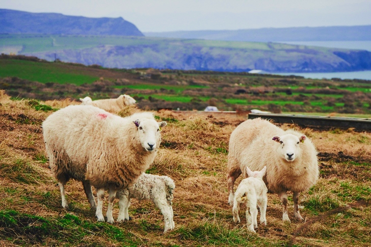 Mother Sheep and Their Lambs on a Field