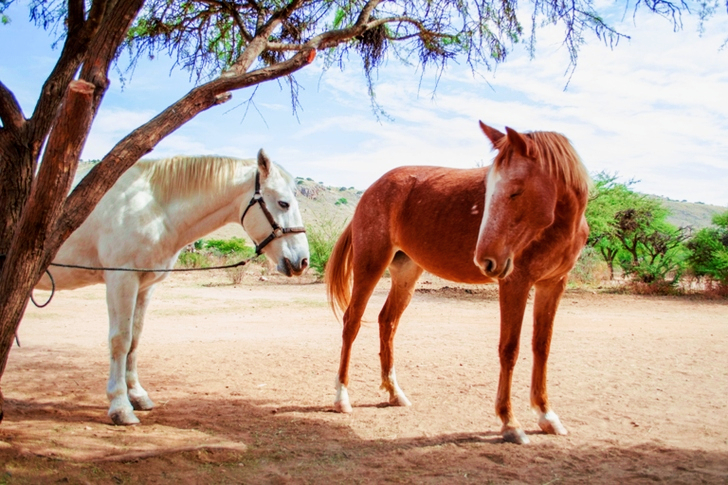 White and Brown Horses Standing Under Tree