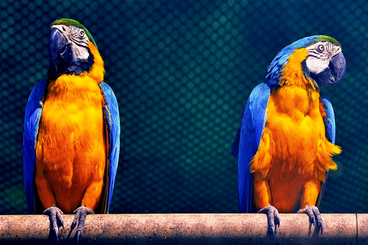 Macaw Birds