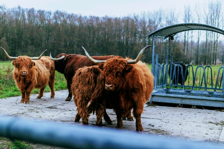 Four Brown Yaks Standing Near Shed