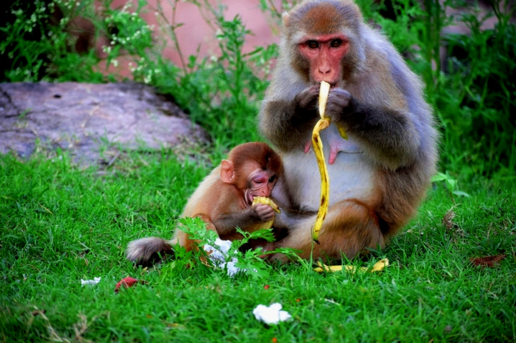 Monkey Eating Bananas