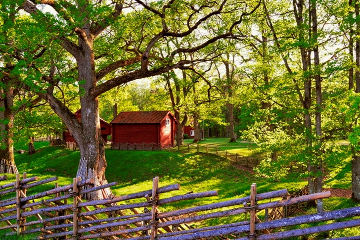 Hus omgivet af træer