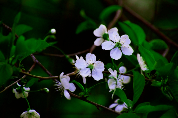 White Petaled Flowers