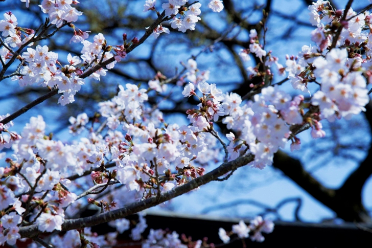 White Flowering Tree