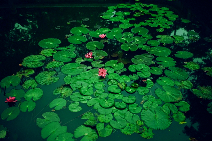 Lily Pads