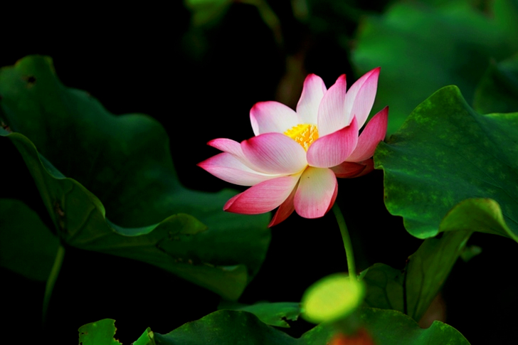Pink Petaled Flower in Bloom