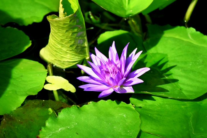 Flower On Body Of Water