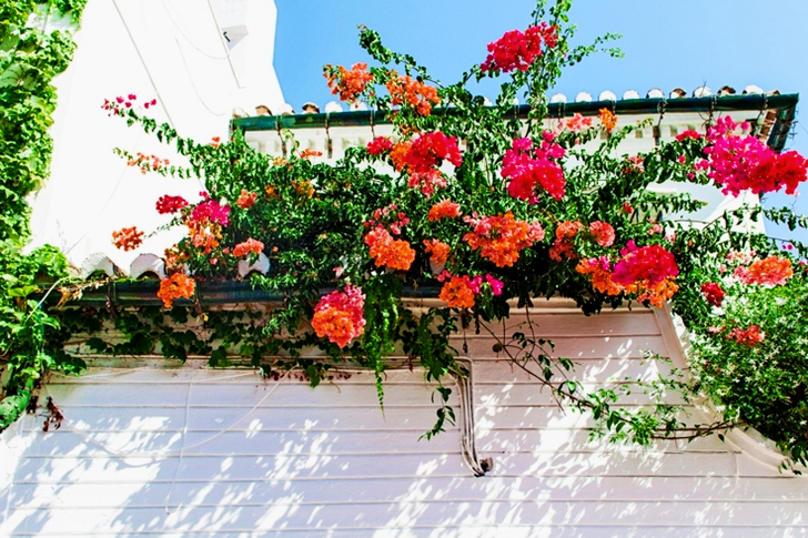 Rode en oranje bloemblaadjes