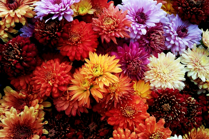 Assorted Flowers
