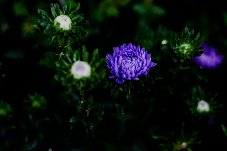 Purple Chrysanthemum Flowers in Close-up