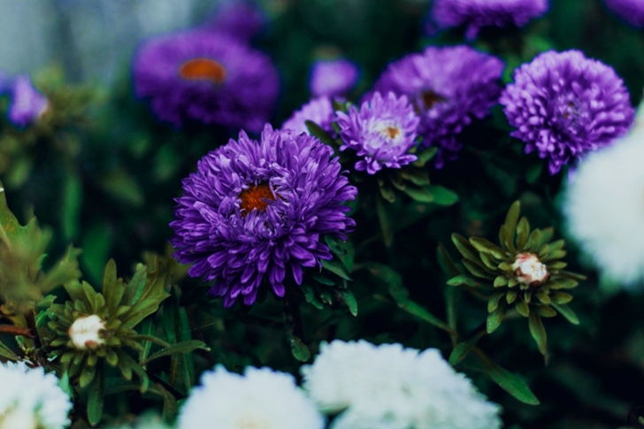 Purple And White Petaled Flowers