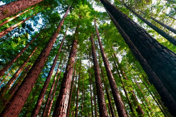 Low Angle Tall Trees