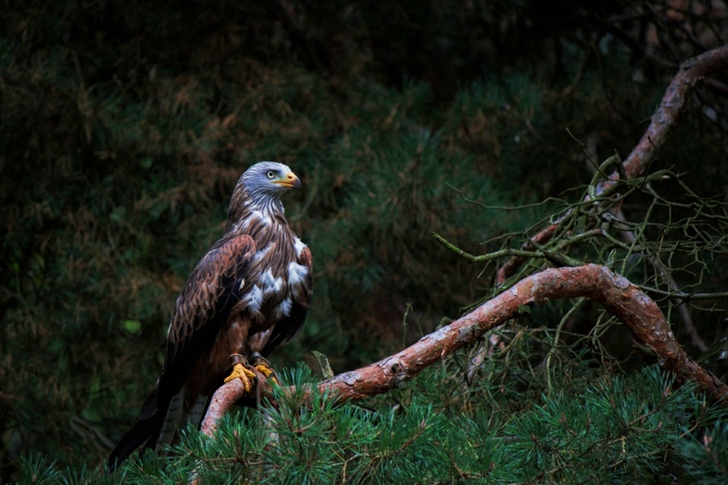 White and Brown Bald Eagle on Branch