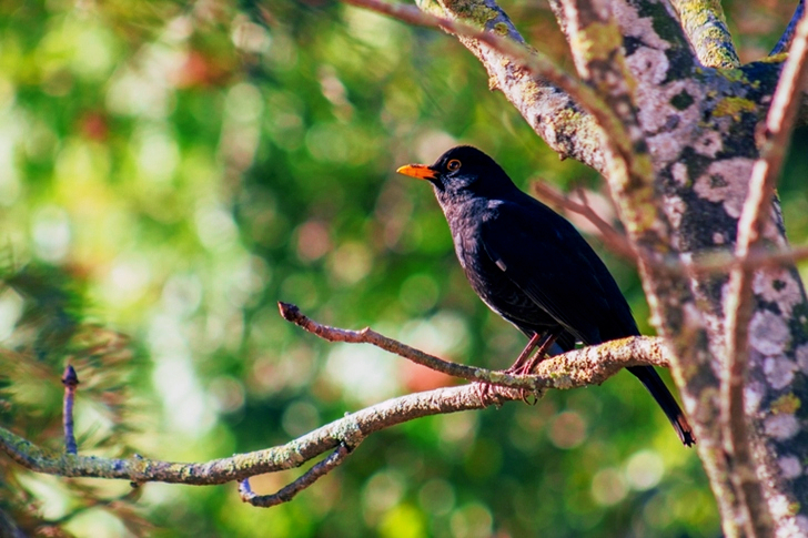 Close-up of Black Bird Perched on Branch