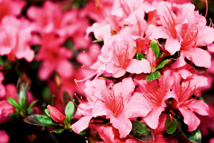 Shallow Focus of Pink Petaled Flowers