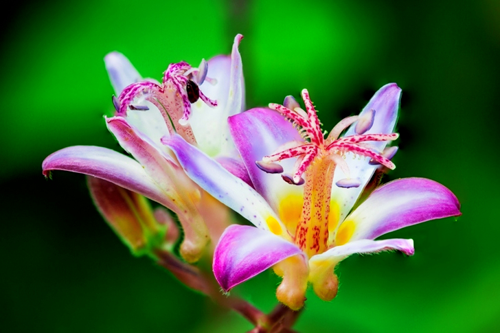 Purple-and-white Petaled Flowers
