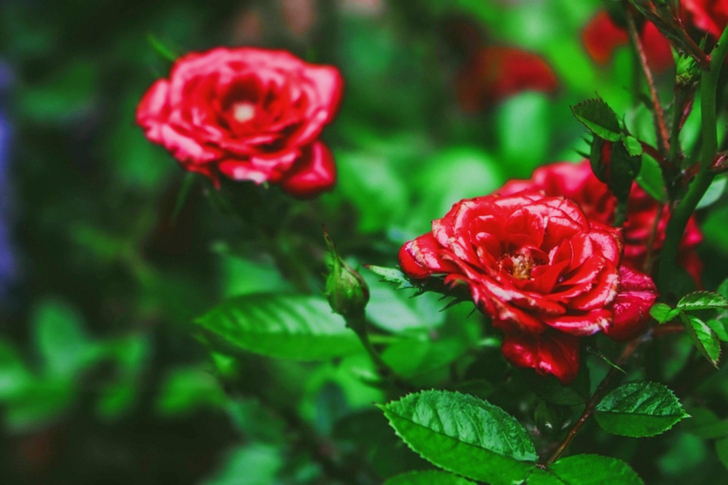 Shallow Focus Red Roses