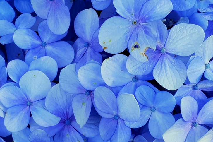Blue Petaled Flowers
