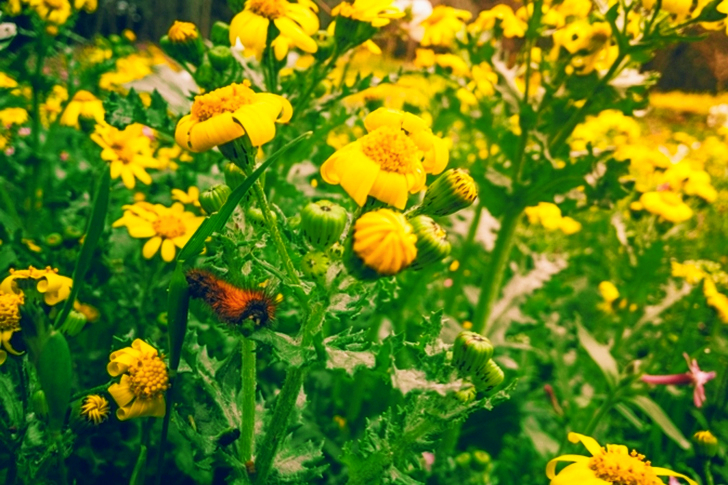Yellow Petaled Flowers