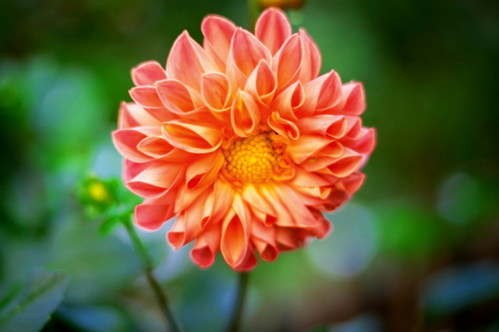 Fleur rose sélective focale à pétales groupés