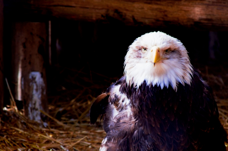 Black and White Eagle on Nest
