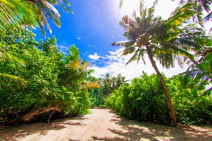 Green Palm Trees Across White Clouds