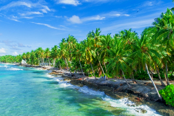 Green Palm Trees on Beach Side