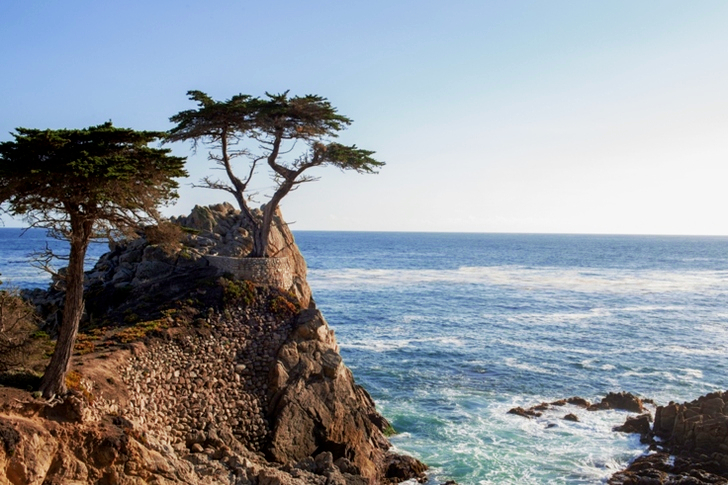 Green Tree on Cliff Near Sea Water