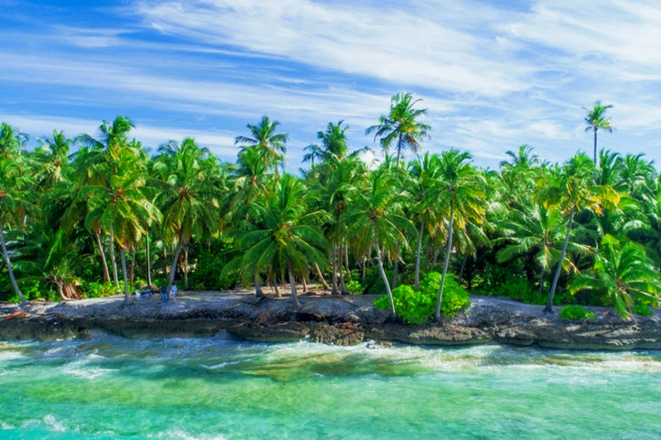 Coconut Forest Near Water