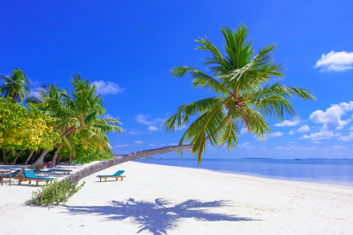 Coconut Trees On Seashore