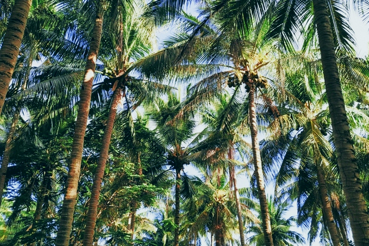 Green Coconut Tree Lot