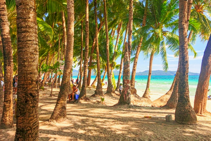 Palm Trees During Daytime