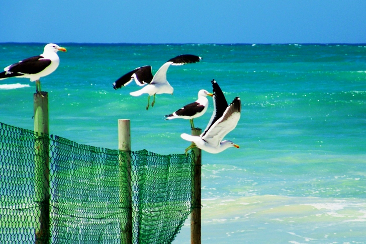 Meeuwen staan ​​op een houten hek bij een strand