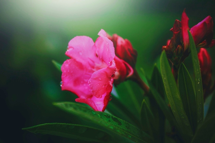 Pink Petaled Flower Bloom Close-up