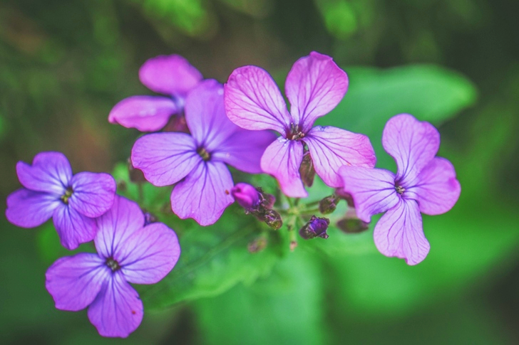 Purple Petaled Flowers