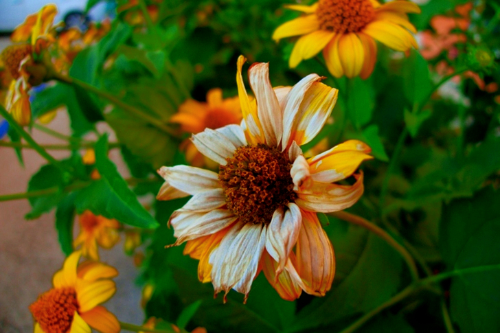 Yellow Petaled Flowers