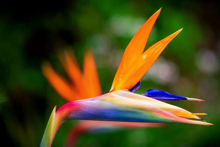Bird of Paradise Flower