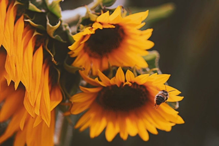 Honey Bee About to Perch on Yellow Sunflower