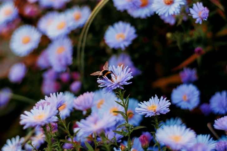 White Daisy With Bee