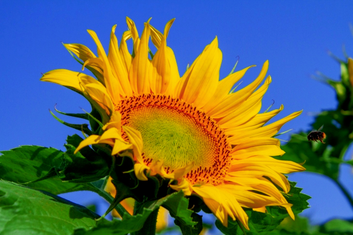 Beautiful Flower Blooming